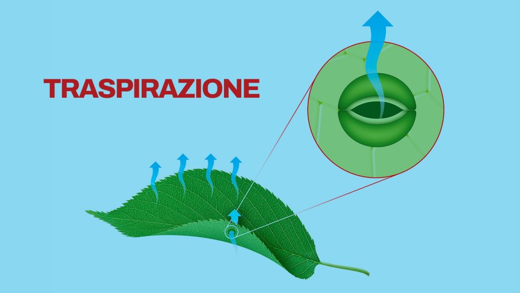 traspirazione