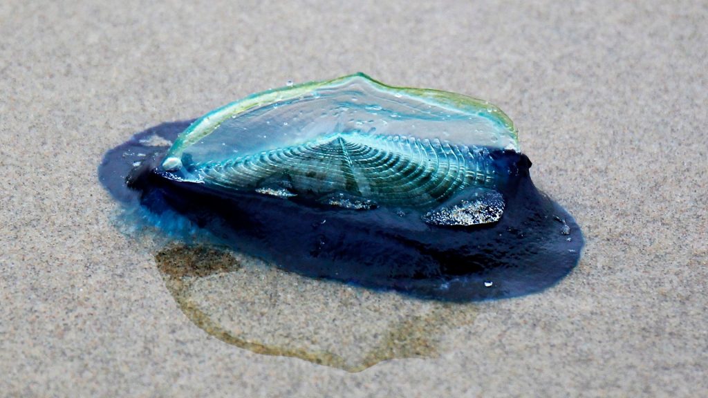 velella velella